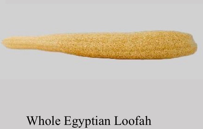 Whole Egyptian Loofah